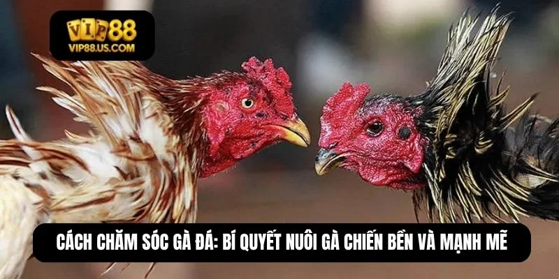 cách chăm sóc gà đá