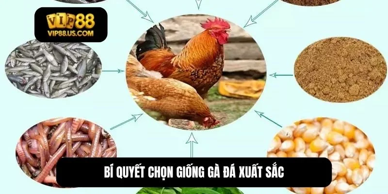 cách chăm sóc gà đá