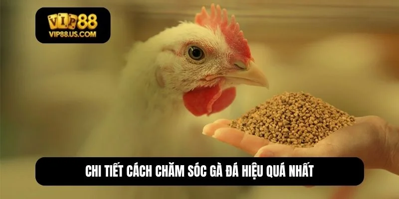 cách chăm sóc gà đá