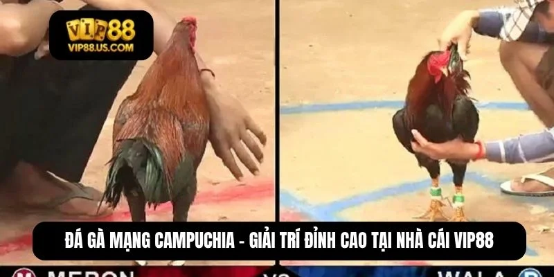 đá gà mạng campuchia