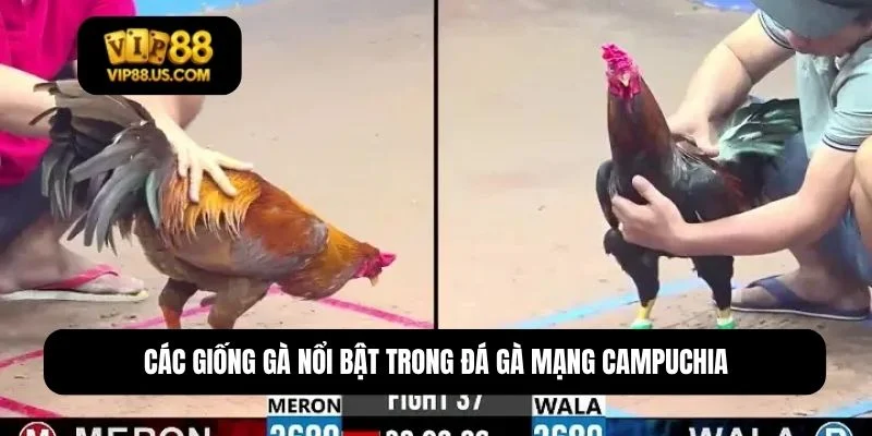 đá gà mạng campuchia
