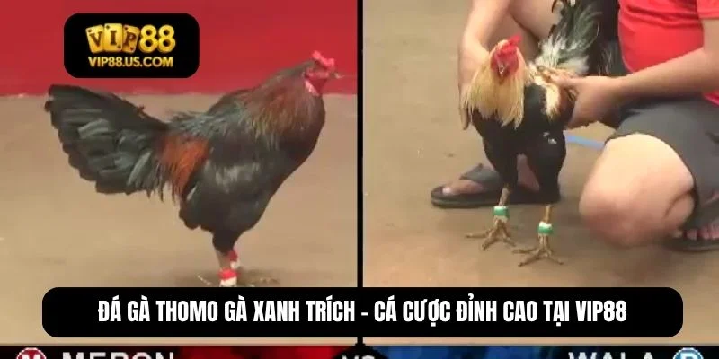 đá gà thomo gà xanh trích