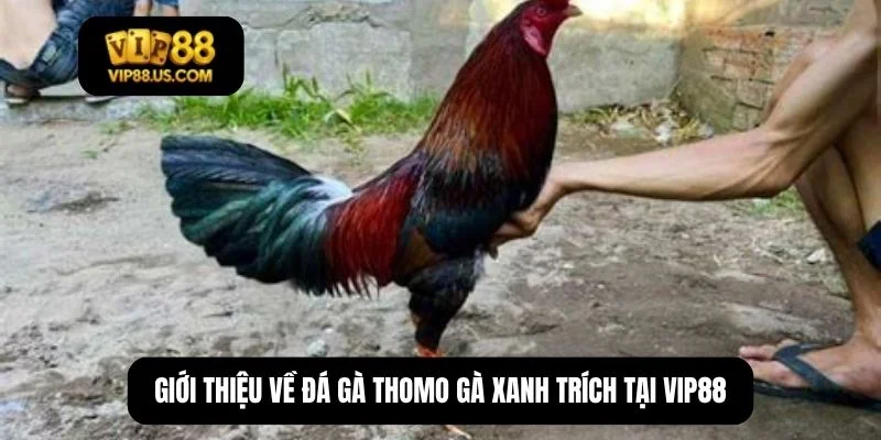 đá gà thomo gà xanh trích