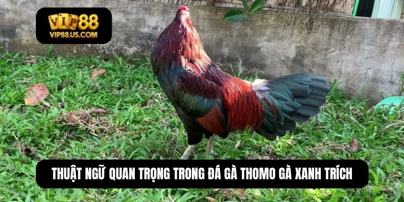 đá gà thomo gà xanh trích