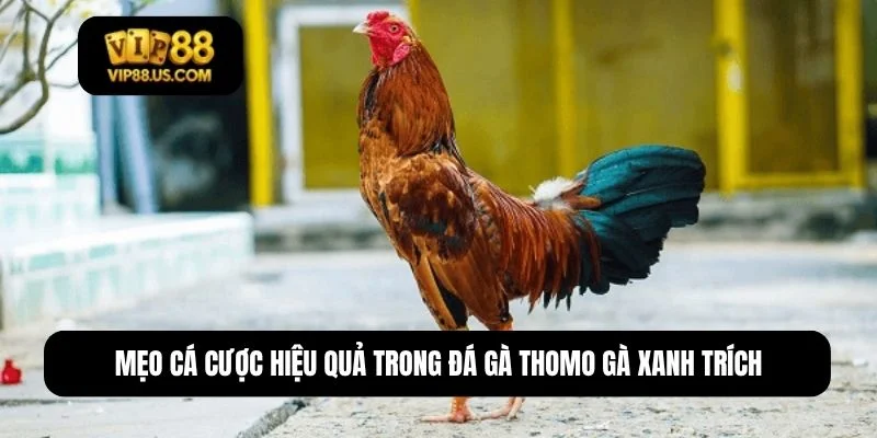 đá gà thomo gà xanh trích