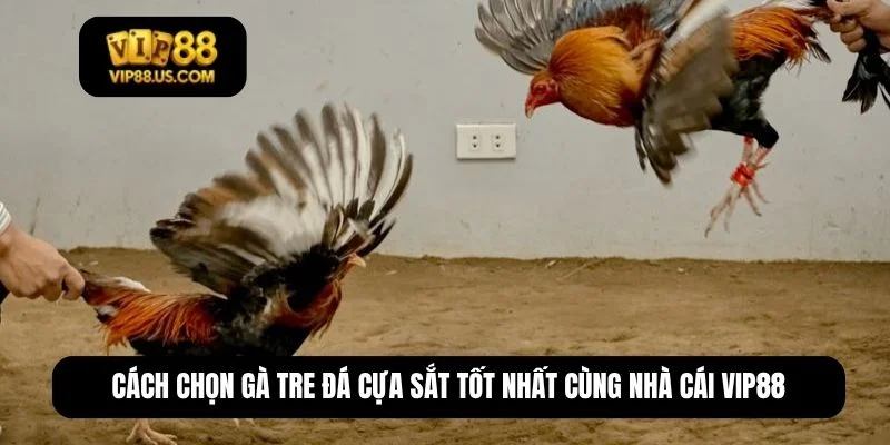 gà tre đá cựa sắt