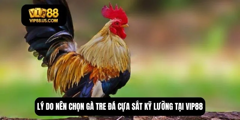 gà tre đá cựa sắt