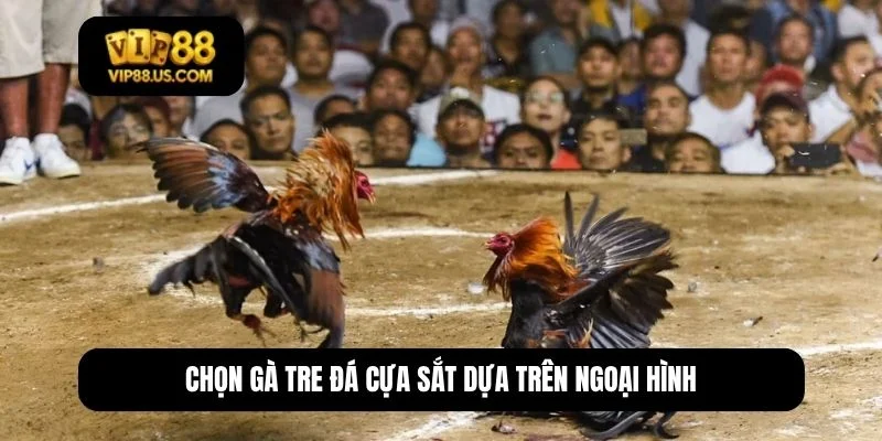 gà tre đá cựa sắt