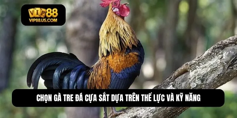 gà tre đá cựa sắt