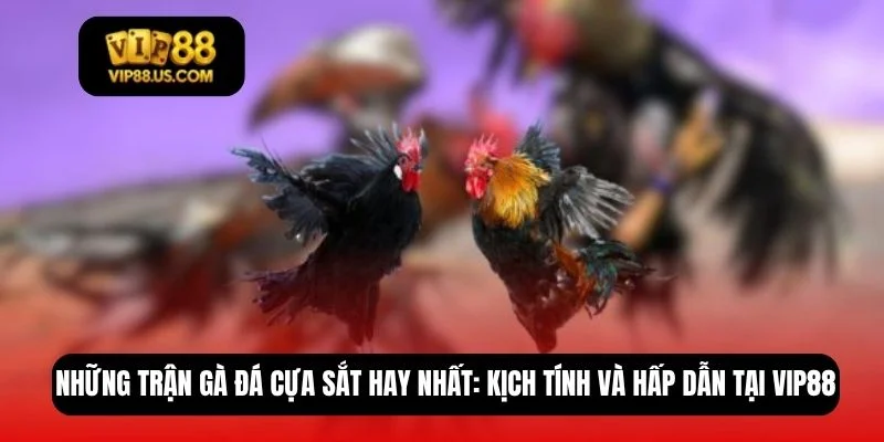 những trận gà đá cựa sắt hay nhất