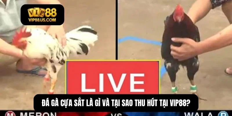 những trận gà đá cựa sắt hay nhất