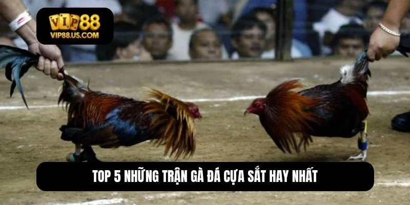 những trận gà đá cựa sắt hay nhất